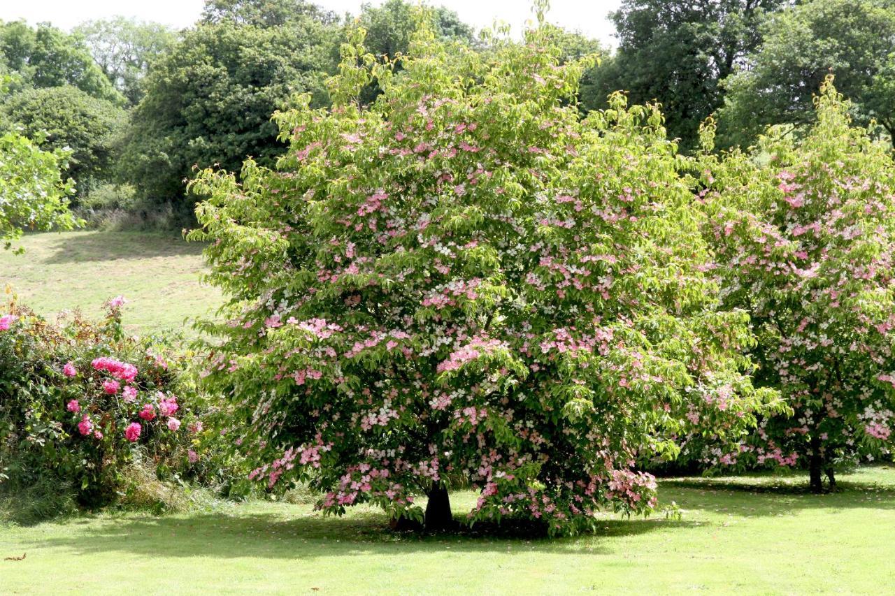 Devon Country Paradise Tavistock  Extérieur photo